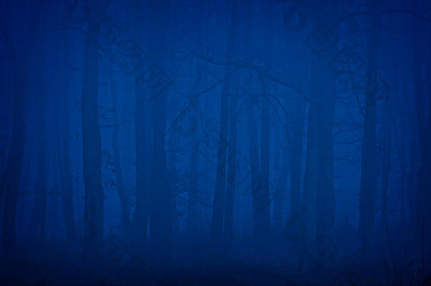 森林细节晚上冬季
