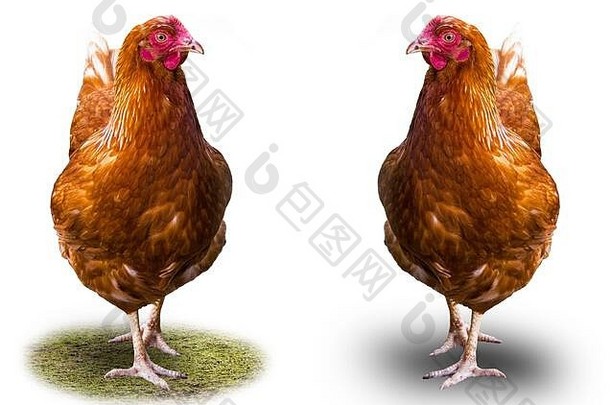 棕色（的）母鸡孤立的白色背景阴影绿色草好照片网站农业村鸟