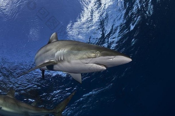 危险的大鲨鱼潜水Safari野生海图片