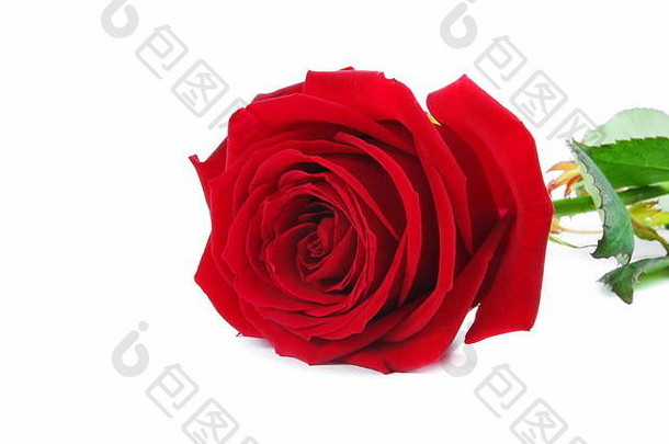 红色的玫瑰孤立的白色