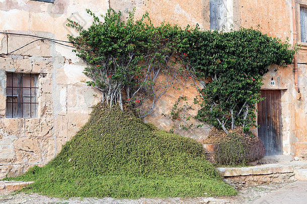 绿色植被墙建筑马略卡岛西班牙