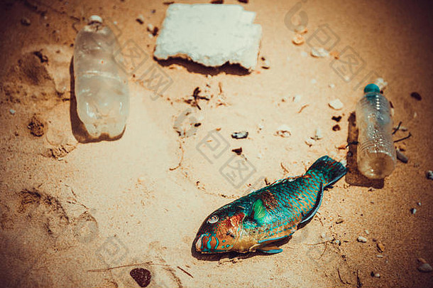症状接近生态灾难可见地球鹦鹉鱼谎言死塑料热带海滩