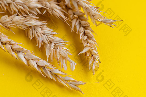 前宏视图小麦耳朵黄色的表面