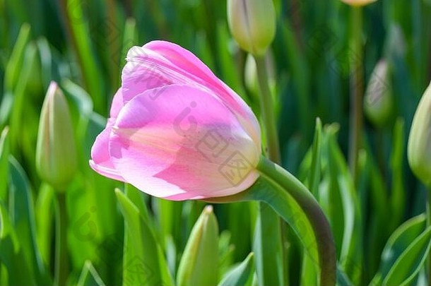 粉红色的郁金香日益增长的花园春天时间郁金香春天新鲜
