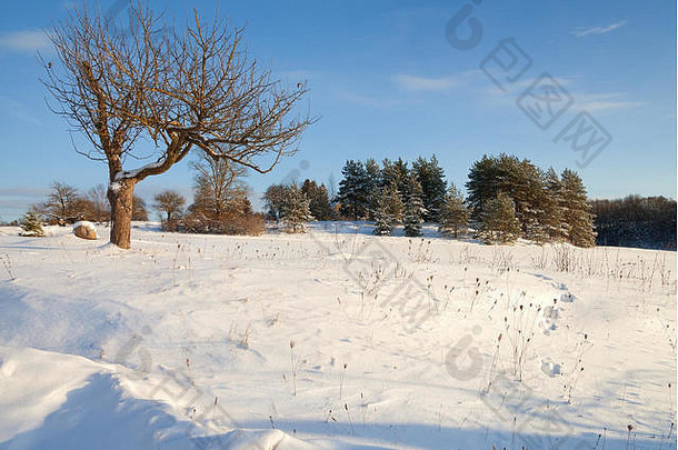 自然冬天景观农村