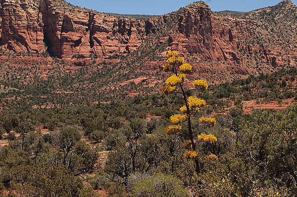 开花世纪植物龙舌兰美国美丽的红色的岩石风景塞多纳亚利桑那州曼联州美国