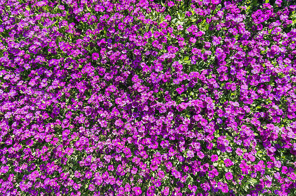 特写镜头很多紫色的aubrieta花瑞士