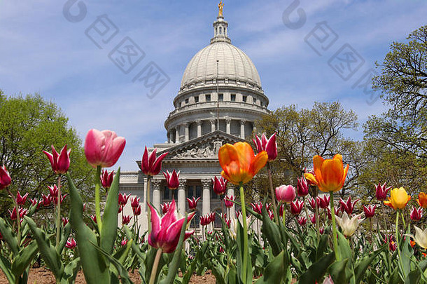 威斯康辛州状态国会大厦建筑春天视图花床上明亮的郁金香前景城市麦迪逊资本威斯康辛州中西部