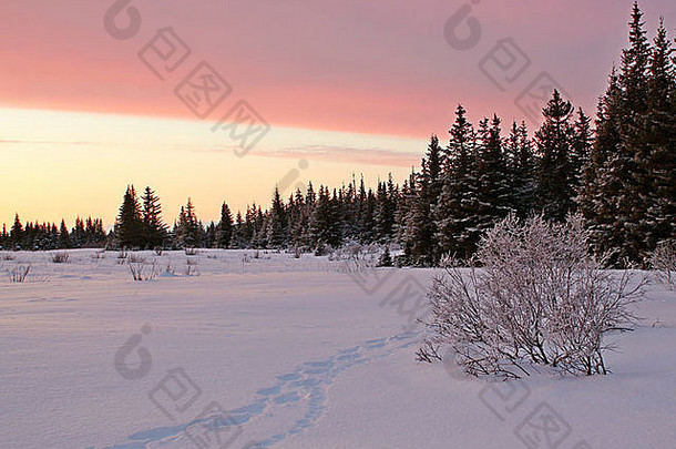 雪鞋跟踪猞猁跟踪雪粉红色的发光日落边缘阿拉斯加云杉森林
