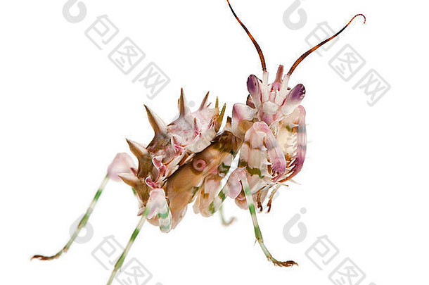 多刺的花螳螂花螳螂假克里奥博特拉沃尔伯格前面白色背景