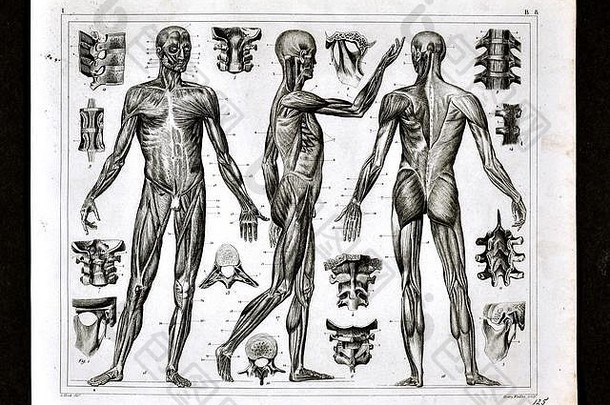 医疗插图人类解剖学