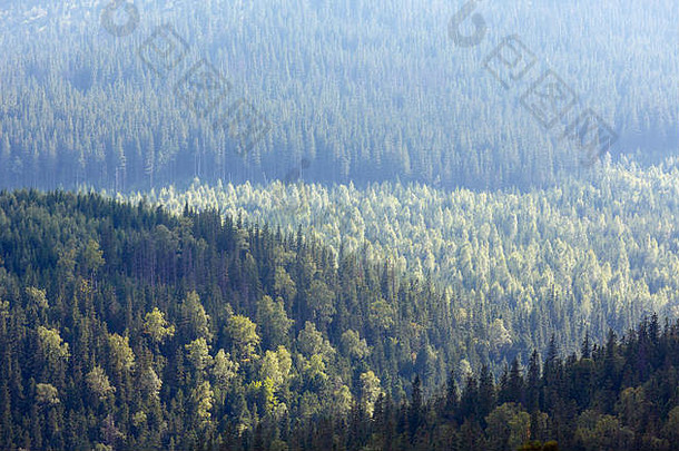 夏天痘痘山坡森林视图ihrovets山前高根乌克兰好自然背景