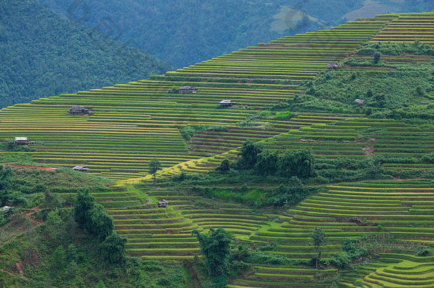 空中视图越南景观黄色的大米场村农村越南皇室高质量的免费的照片图像镜头黄色的大米