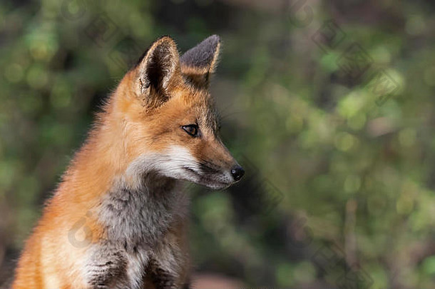 红色的狐狸工具包狐狐未来那深森林早期春天加拿大