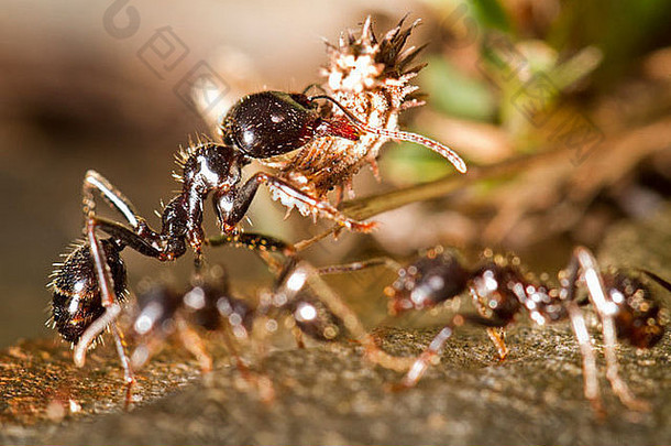 关闭视图工人蚂蚁携带食物