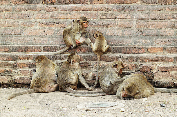 猴子休息古老的石头墙