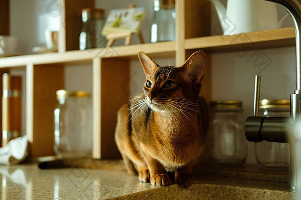 猫黑曜石品种厨房
