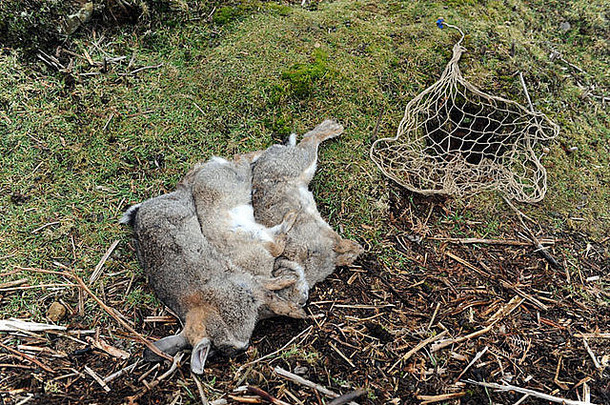 死兔子抓住了雪貂兔子沃伦