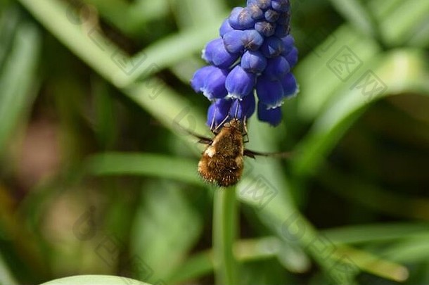 大黑暗小幅bee-fly北部半球熊蜜蜂各种早期春天授粉