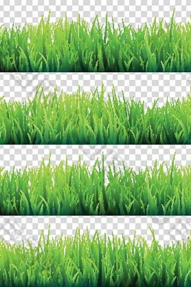 草孤立的透明的背景集绿色草地自然背景春天夏天时间