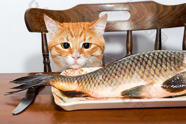 人猫大鱼板