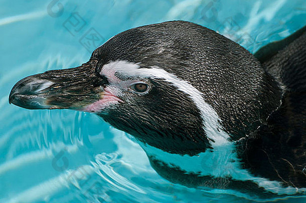 以麦哲伦命名的企鹅spheniscus麦哲伦尼库斯南美国企鹅蓝色的水背景