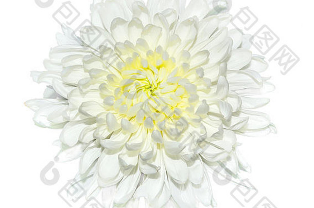 单白色菊花花黄色的中间关闭孤立的白色背景美丽的优雅的花朵精致的花瓣