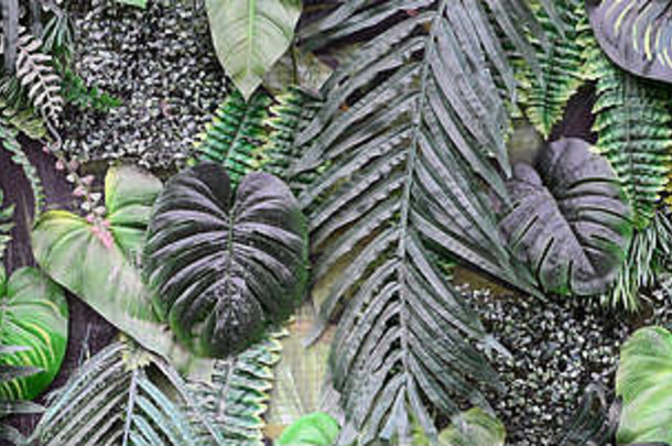 热带绿色叶子背景蕨类植物棕榈monstera美味的叶墙花丛林模式概念背景关闭