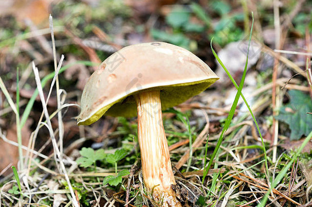 野生蘑菇自然宏背景五十像素打印