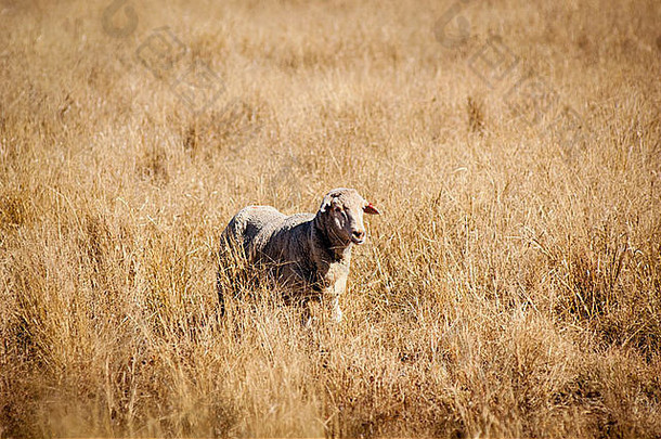 羊长干草农村澳大利亚