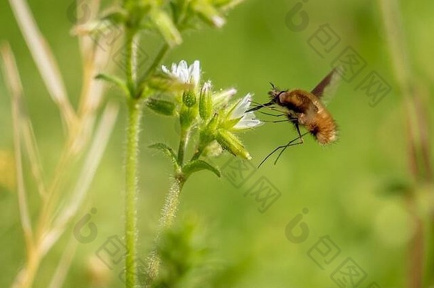 更大的蜜蜂飞检索花蜜繁缕布鲁姆早期春天克劳德公园顶点北卡罗莱纳