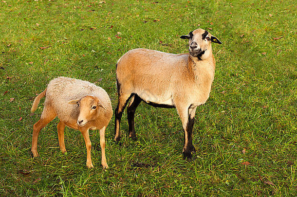 农场羊羊羔