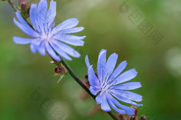 常见的菊苣蓝色的花宏