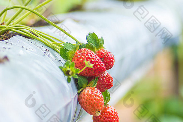 草莓水培农场