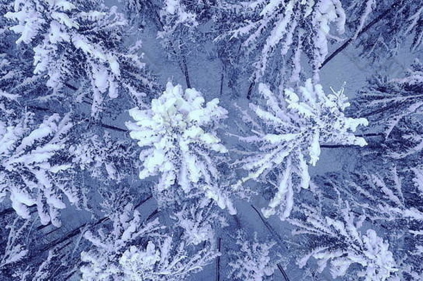 美丽的冬天年轻的松森林雪空中视图相机变焦呃相机