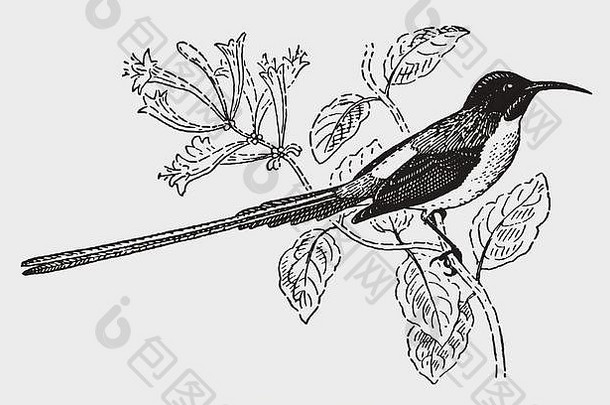 fire-tailed太阳鸟埃索皮加ignicauda坐着分支插图历史雕刻早期世纪