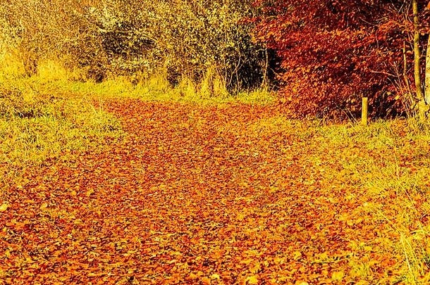 秋天的场景黄色的橙色红色的叶子树下降地面doune斯特灵苏格兰