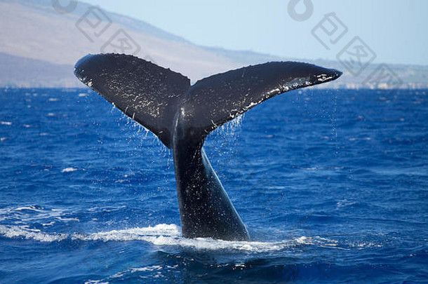 座头鲸鲸鱼尾巴高水