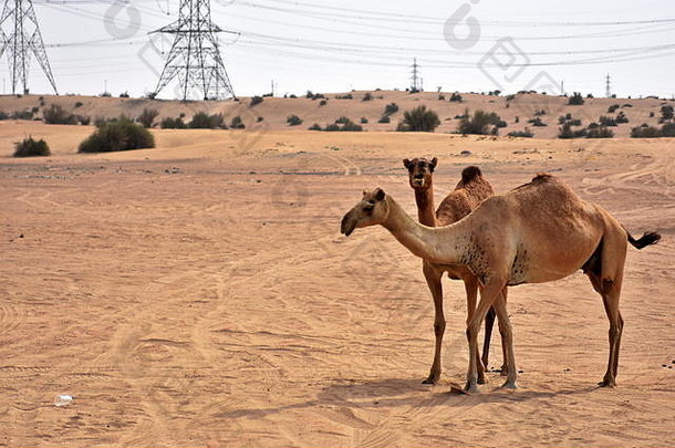 骆驼迪拜沙漠一天迪拜曼联阿拉伯阿联酋航空公司