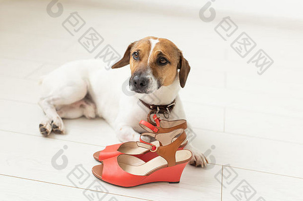 可爱的狗杰克罗素梗哀怨地谎言女主人的红色的鞋子概念忠诚的宠物动物