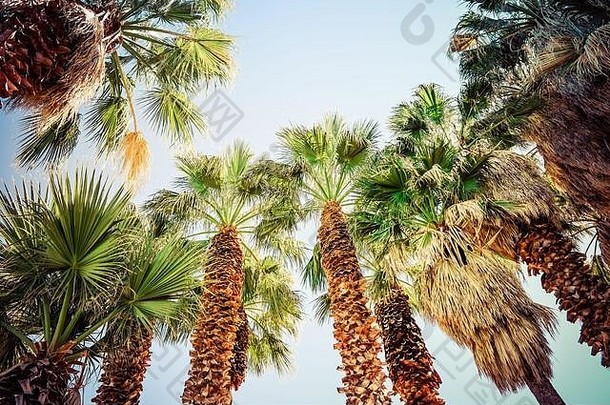 向上视图有缘的剃风扇棕榈树树干吹的叶子阳光蓝色的天空美国