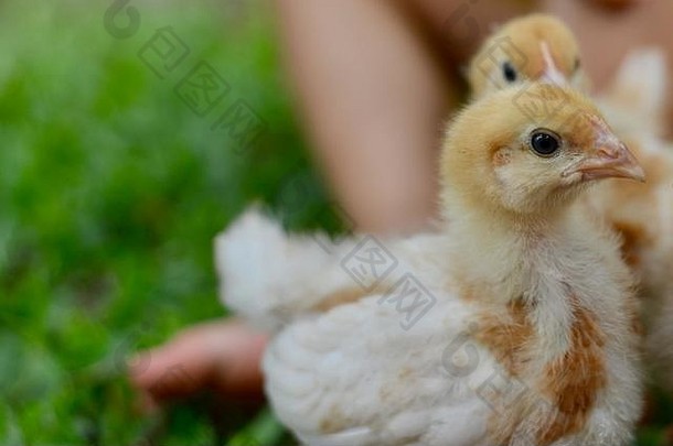 周国内免费的范围小鸡玩孩子们罗德岛红色的品种自然设置汤斯维尔昆士兰澳大利亚