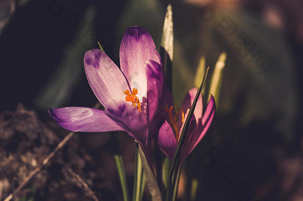 番红花属赫菲利安紫色的花古董照片春天时间雪花莲月见草植物颜色爽肤水春天时间