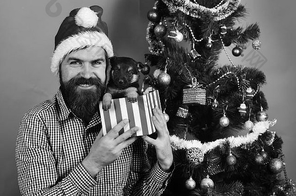 圣诞老人持有狗圣诞节树圣诞节假期概念男人。圣诞节他戏剧小狗的家伙微笑脸解包小现在盒子绿色背景