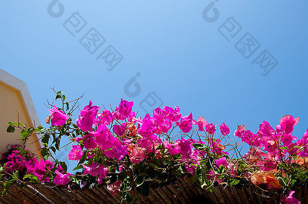 美丽的粉红色的叶子花属蓝色的天空阿凯法利尼亚岛希腊