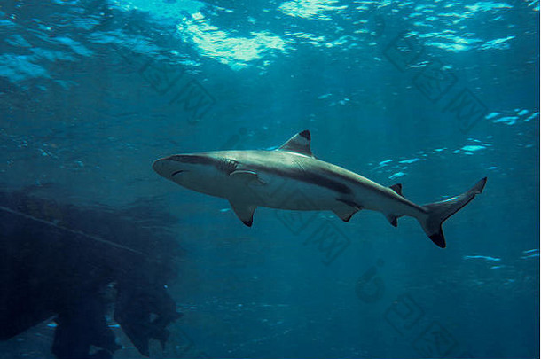 黑鳍礁鲨鱼游泳太阳光鲨鱼潜水眩晕做吧岛密克罗尼西亚