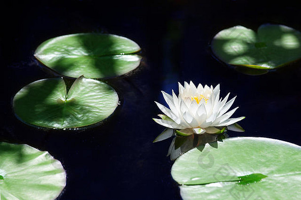 白色莉莉花开花蓝色的水绿色叶子背景关闭美丽的睡莲布鲁姆池塘单大莲花花