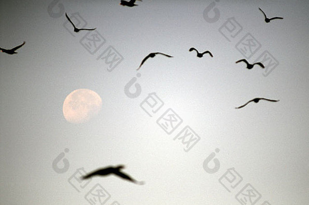 海鸥飞行月亮