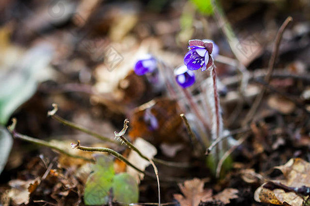 新鲜的蓝色的紫罗兰森林蓝色的春天野花苔类Hepatica诺比利斯