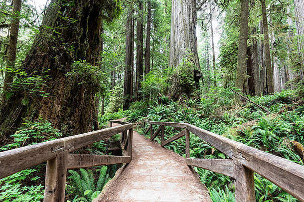 木桥领导徒步旅行者詹姆斯欧文小道草原溪红杉状态公园加州